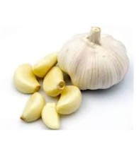 GARLIC