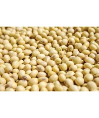 SOYA BEANS